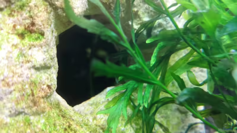 Dekoration im Aquarium Green Caves von Radi87 (11)