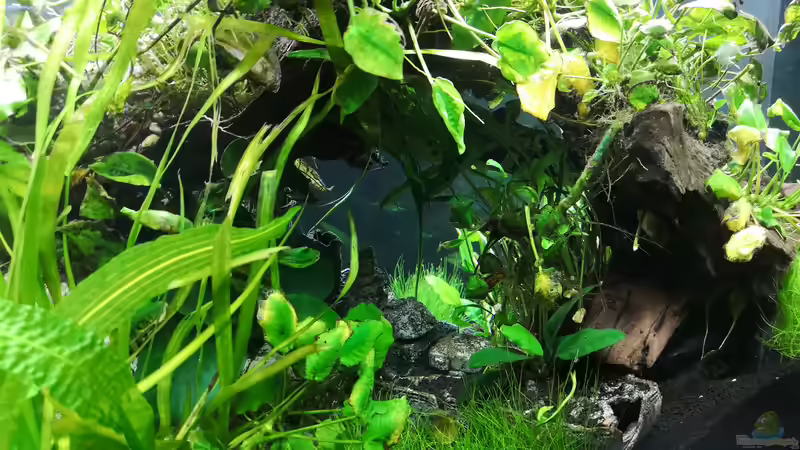 Dekoration im Aquarium Green Caves von Radi87 (12)