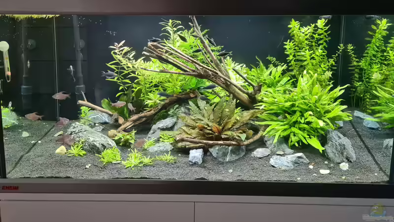 Dekoration im Aquarium Green Island von domnk (19)