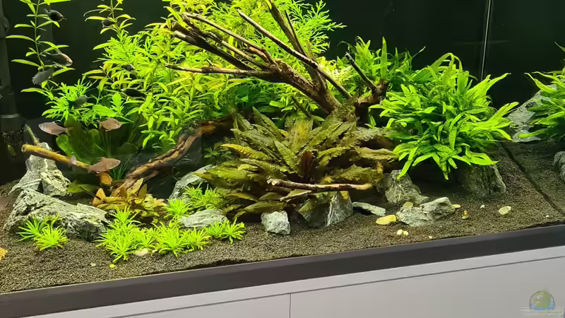 Dekoration im Aquarium Green Island von domnk (20)