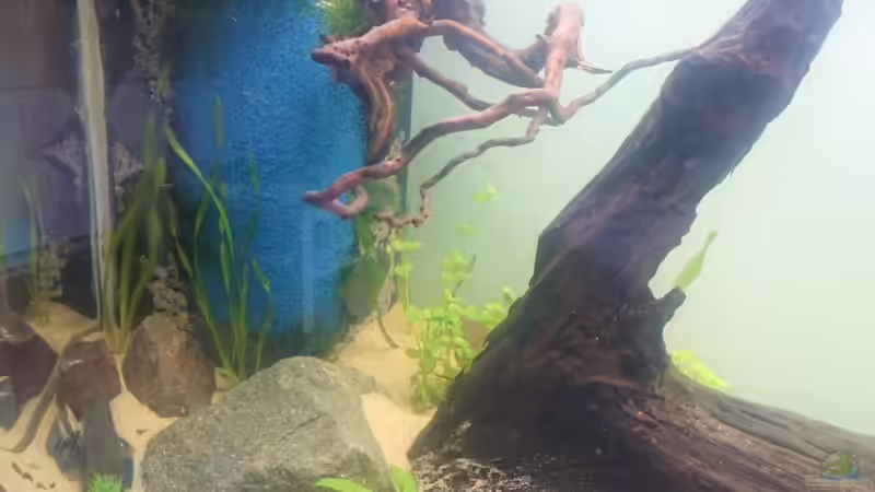 Dekoration im Aquarium green quarry von Aquaristik-Padawan (29)