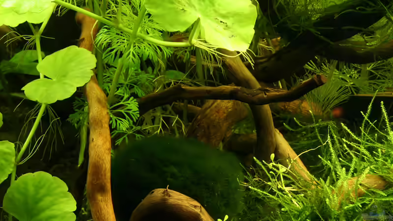 Dekoration im Aquarium Green von Arely (18)