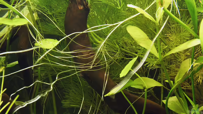 Dekoration im Aquarium Green von Arely (19)