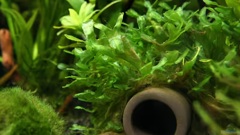 Dekoration im Aquarium Green von Arely (20)