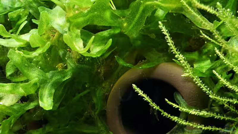 Dekoration im Aquarium Green von Arely (21)