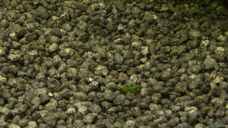 Dekoration im Aquarium Green von Arely (22)