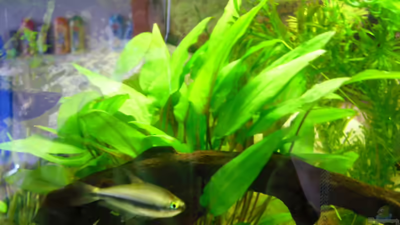 Dekoration im Aquarium Greenscaping first one von Scaper (4)