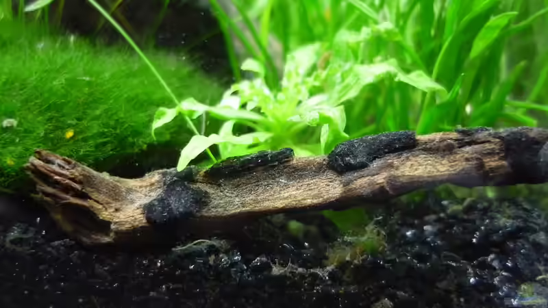 Dekoration im Aquarium Grüne Hügel von Chris_R. (22)