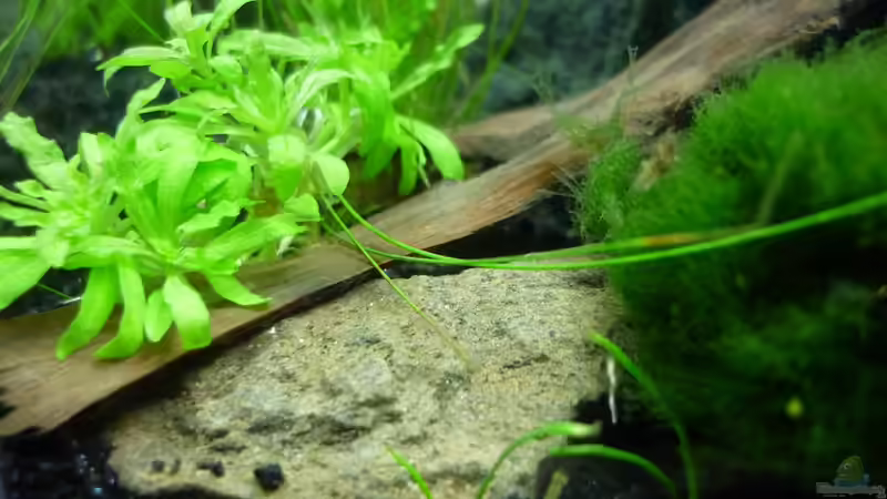 Dekoration im Aquarium Grüne Hügel von Chris_R. (23)