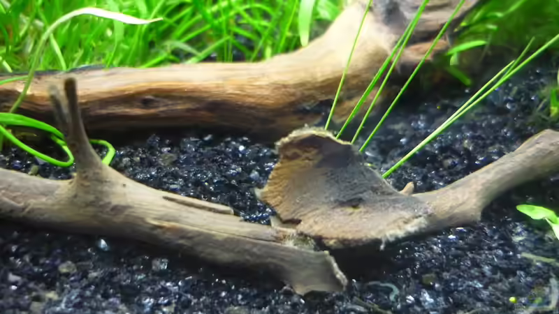 Dekoration im Aquarium Grüne Hügel von Chris_R. (24)