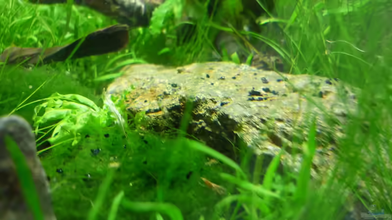 Dekoration im Aquarium Grüne Hügel von Chris_R. (25)