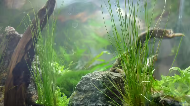 Dekoration im Aquarium Grüne Hügel von Chris_R. (26)