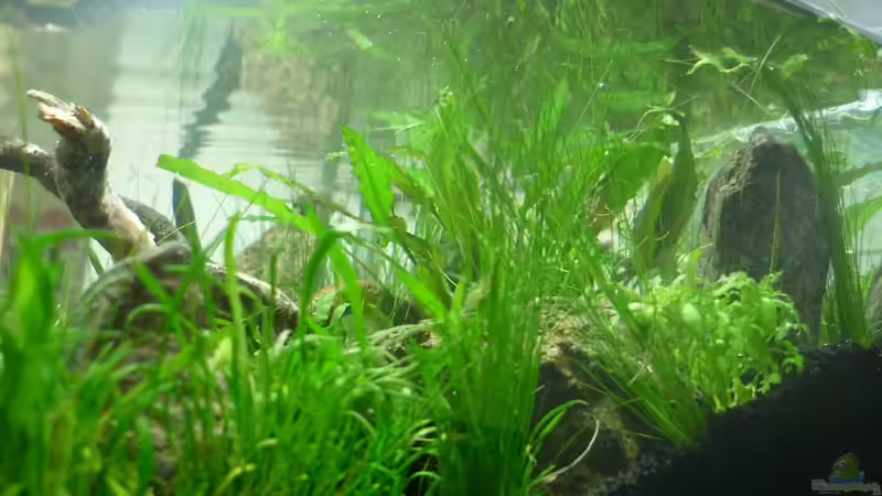 Dekoration im Aquarium Grüne Hügel von Chris_R. (27)