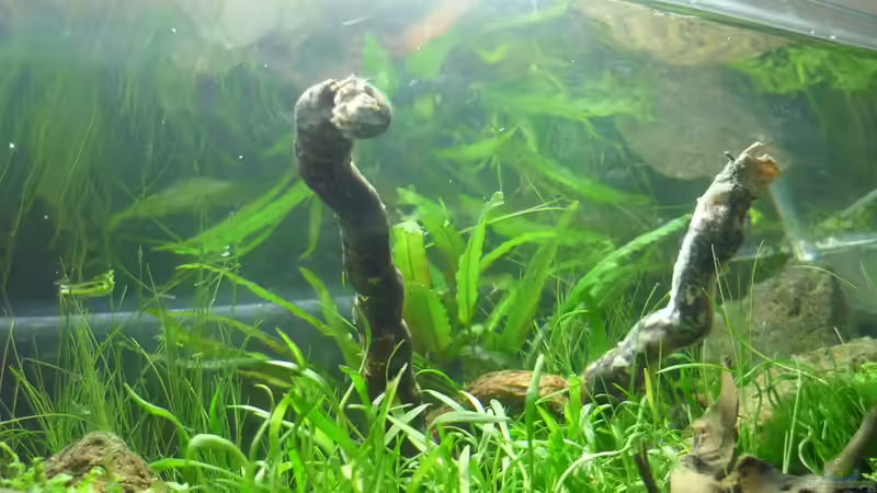 Dekoration im Aquarium Grüne Hügel von Chris_R. (29)