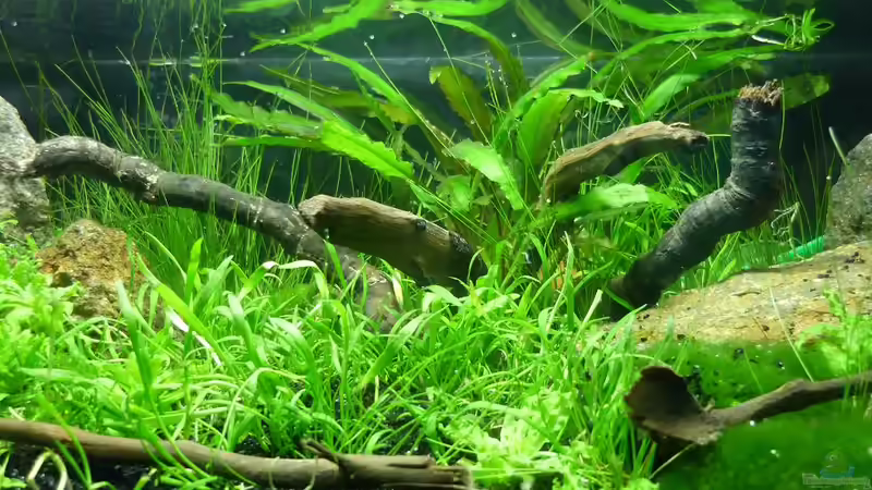 Dekoration im Aquarium Grüne Hügel von Chris_R. (30)