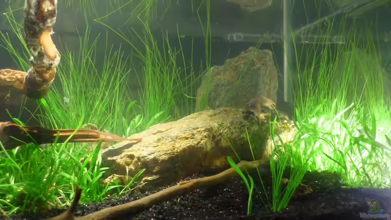 Dekoration im Aquarium Grüne Hügel von Chris_R. (31)