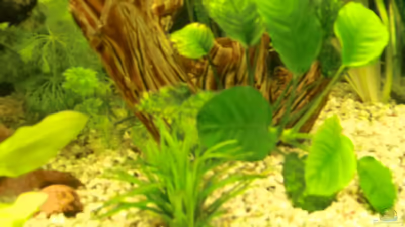 Dekoration im Aquarium Grüne Oase existiert nur noch als Beispiel von Josef Braun (11)