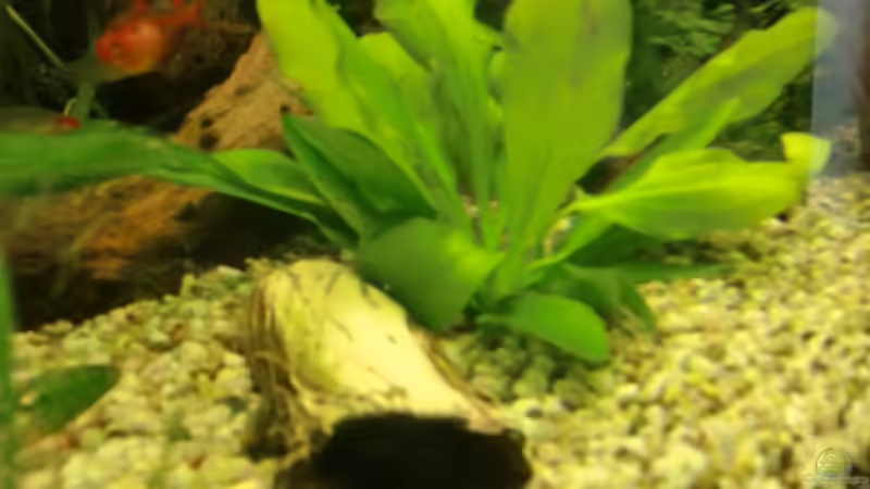 Dekoration im Aquarium Grüne Oase existiert nur noch als Beispiel von Josef Braun (12)