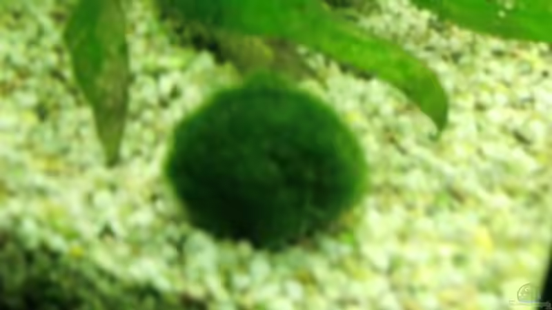 Dekoration im Aquarium Grüne Oase existiert nur noch als Beispiel von Josef Braun (13)