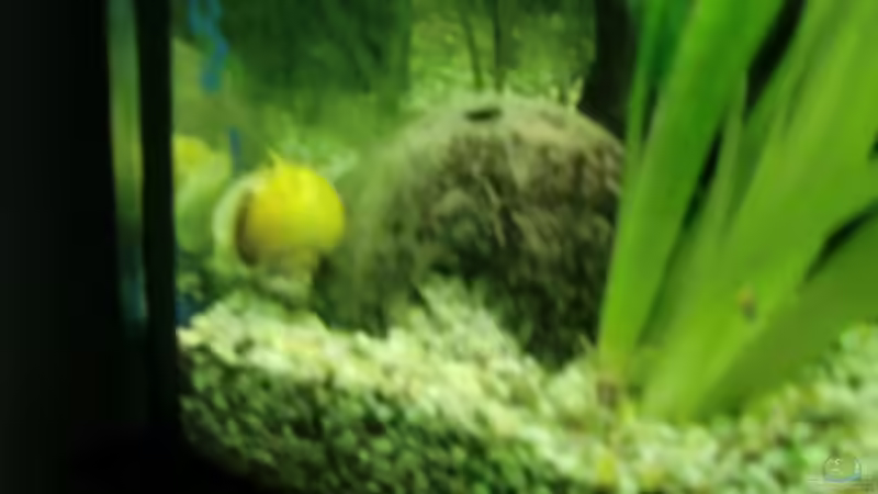 Dekoration im Aquarium Grüne Oase existiert nur noch als Beispiel von Josef Braun (14)