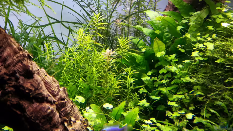 Dekoration im Aquarium Grüne Wiese von Marcel Reiter (20)