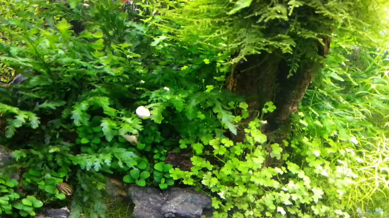 Dekoration im Aquarium Grüne Wiese von Marcel Reiter (21)