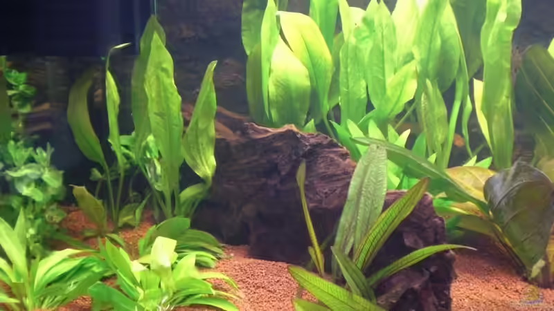 Dekoration im Aquarium Grüner Amazonas von Misterdaddy (12)