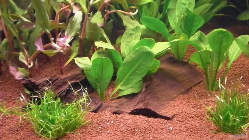 Dekoration im Aquarium Grüner Amazonas von Misterdaddy (13)