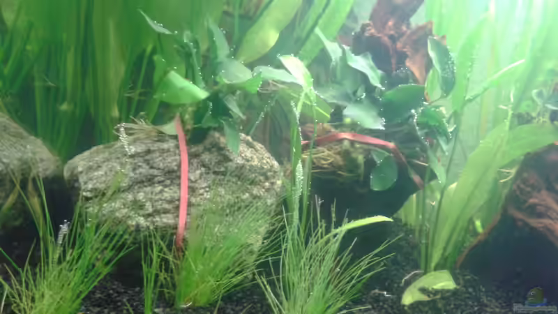 Dekoration im Aquarium Grüner Kontinent von DerChrischi (15)