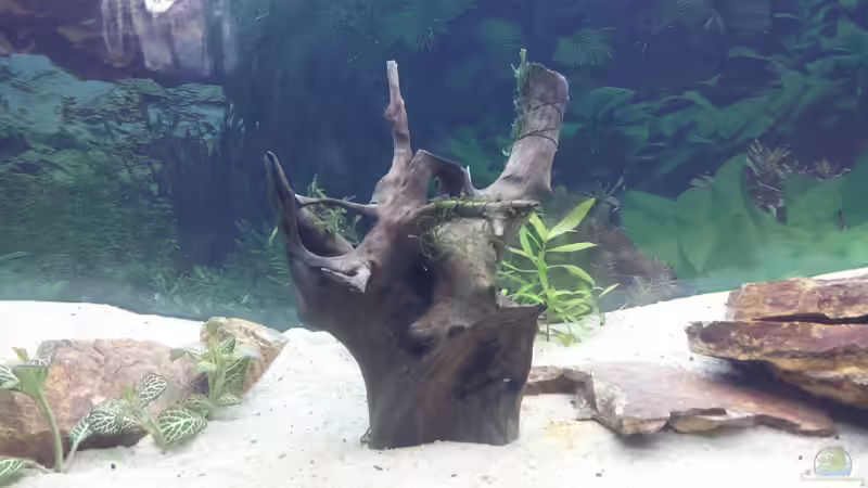 Dekoration im Aquarium GRÜNER VERSUCH von schilli (41)