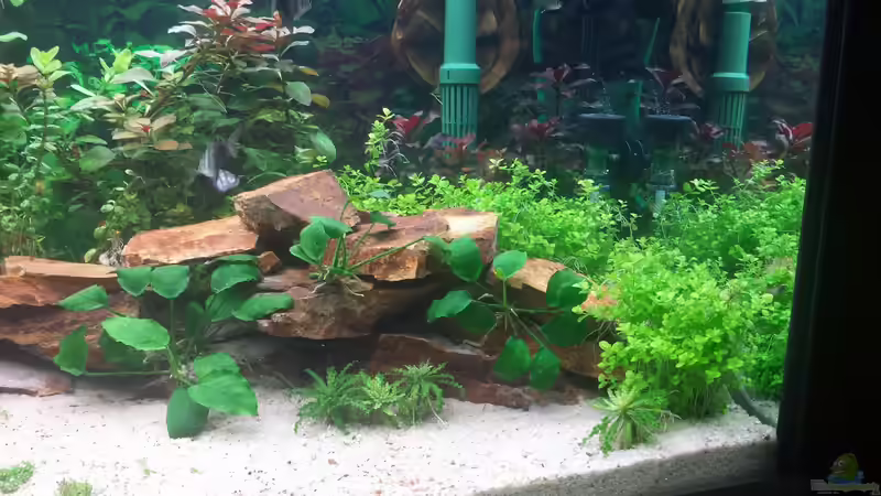 Dekoration im Aquarium GRÜNER VERSUCH von schilli (42)