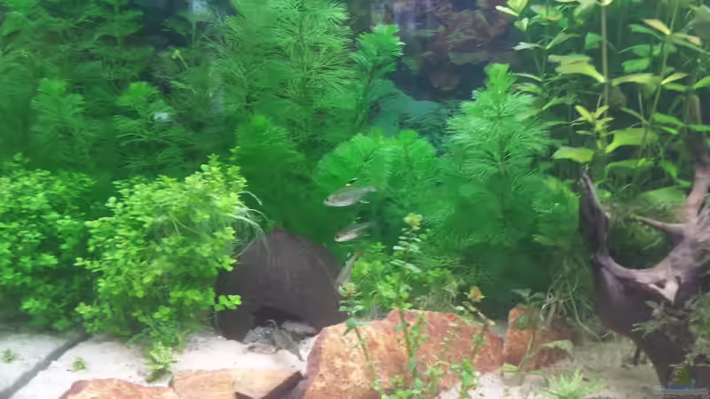 Dekoration im Aquarium GRÜNER VERSUCH von schilli (43)