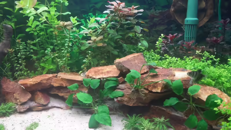 Dekoration im Aquarium GRÜNER VERSUCH von schilli (44)