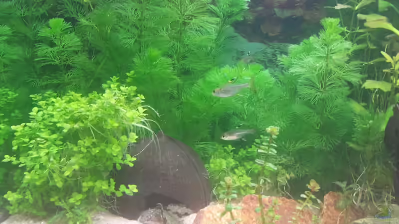 Dekoration im Aquarium GRÜNER VERSUCH von schilli (45)