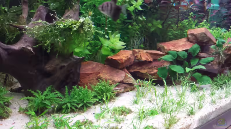 Dekoration im Aquarium GRÜNER VERSUCH von schilli (46)