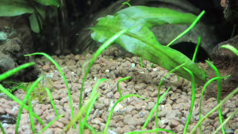 Dekoration im Aquarium Grünes Juwel von Erwinio (9)