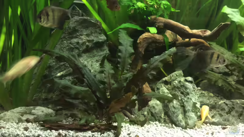 Dekoration im Aquarium Grünes Paradies von GG (4)