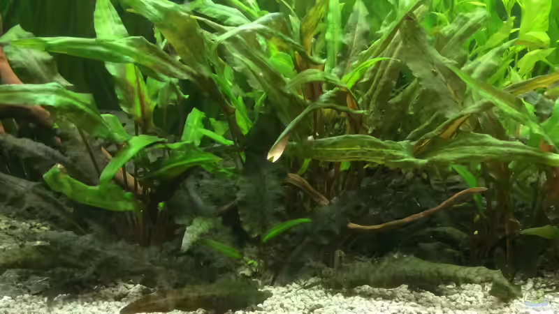 Dekoration im Aquarium Grünes Paradies von GG (5)