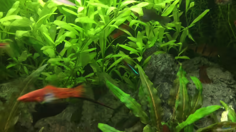 Dekoration im Aquarium Grünes Paradies von GG (6)