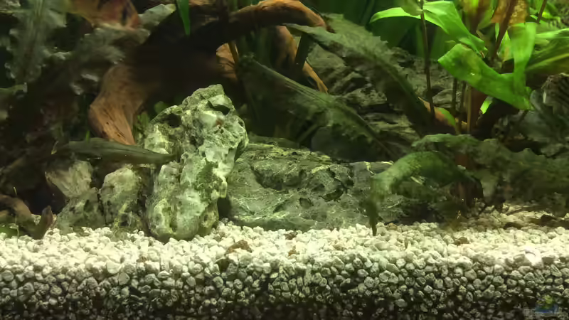 Dekoration im Aquarium Grünes Paradies von GG (7)