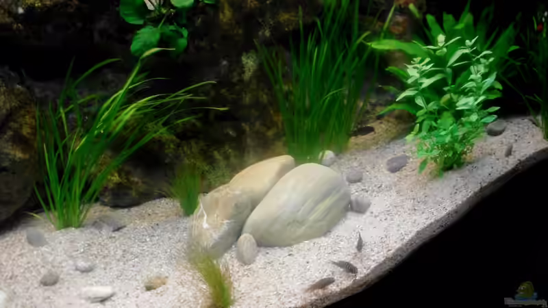 Dekoration im Aquarium Grünes Tanganjika von Enis Caliskan (2)