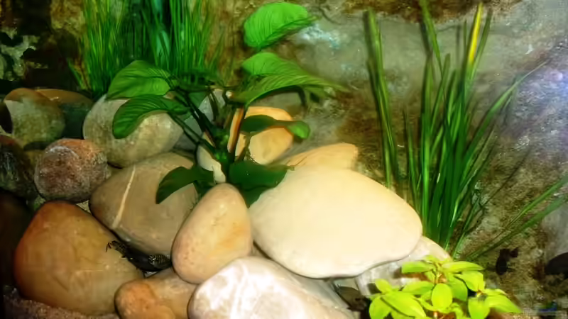 Dekoration im Aquarium Grünes Tanganjika von Enis Caliskan (3)