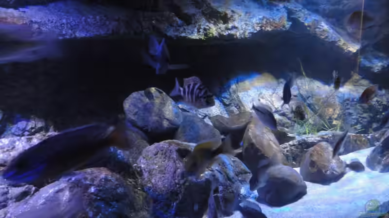 Dekoration im Aquarium Guido´s Kaiserpalast von Strücher Jung (10)