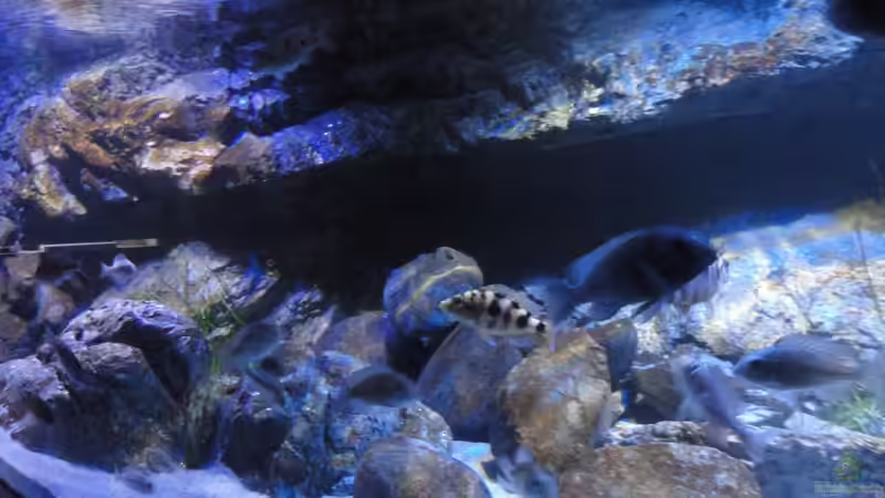 Dekoration im Aquarium Guido´s Kaiserpalast von Strücher Jung (11)