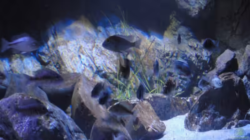 Dekoration im Aquarium Guido´s Kaiserpalast von Strücher Jung (12)