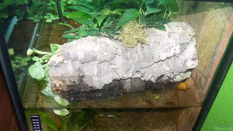 Dekoration im Aquarium Guppybach-Paludarium - einheimische Guppies von schnitzler (27)