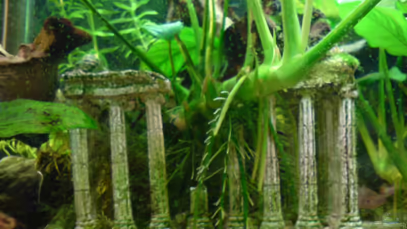 Dekoration im Aquarium Guppyland von Alexander Wechsler (5)