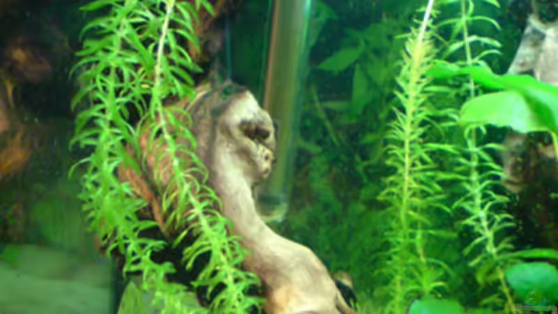 Dekoration im Aquarium Guppyland von Alexander Wechsler (6)