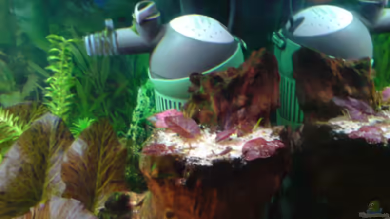 Dekoration im Aquarium Guppyland von Alexander Wechsler (7)