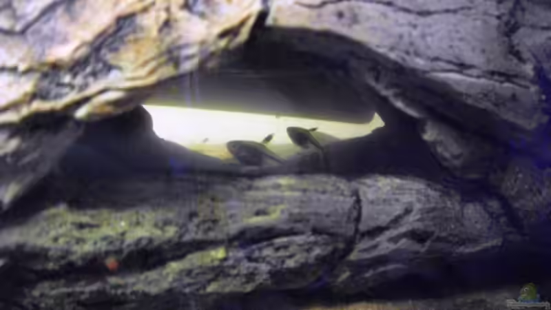 Dekoration im Aquarium Halbvoll oder halbleer? von Yvonne Storms (6)